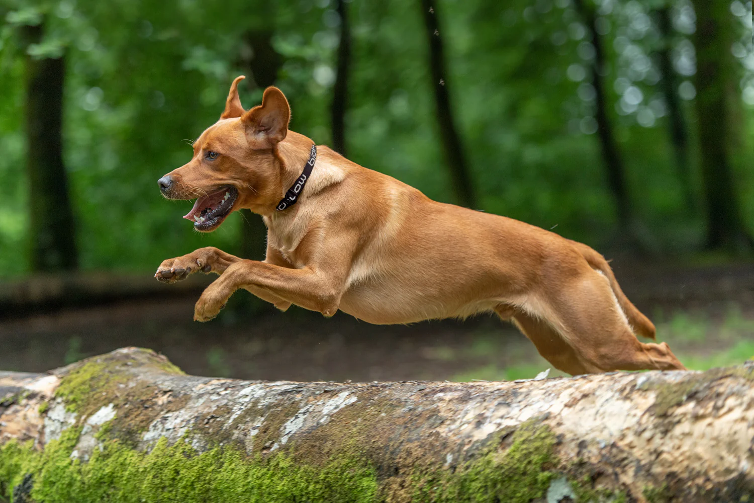 Meet Bioflow: A Pioneer in Magnetic Therapy for People and Pets